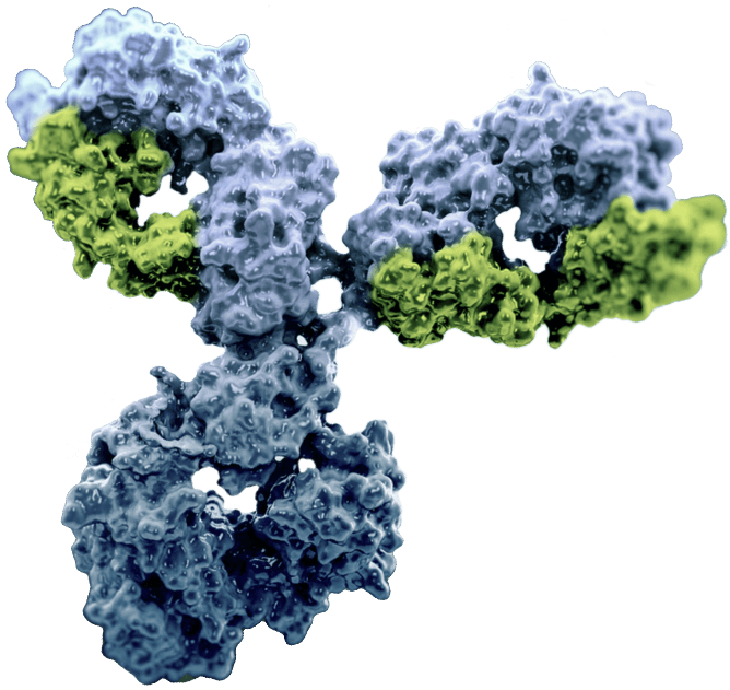 Antibody